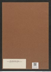 Diatomeae indet. Zeichnungen Sammlung Grunow Mappe 03536 (Herbarium_W_Grunow_drawings_Folder_03536)